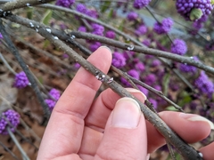 Eriococcus lagerstroemiae