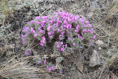 Oxytropis borissoviae