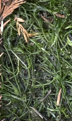 Najas guadalupensis