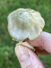 Inocybe albodiscoides