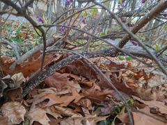 Eriococcus lagerstroemiae