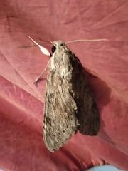 Melipotis acontioides