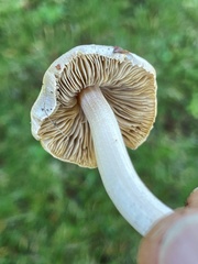 Inocybe albodiscoides