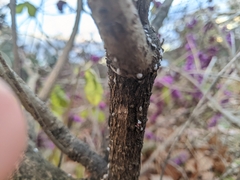 Eriococcus lagerstroemiae