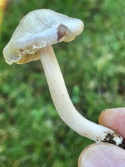Inocybe albodiscoides