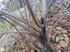 Eriococcus lagerstroemiae