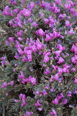 Oxytropis borissoviae