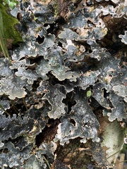 Lobariaceae