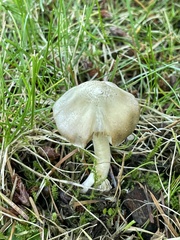 Inocybe albodiscoides