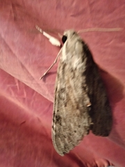 Melipotis acontioides