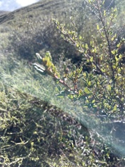 Ceanothus thyrsiflorus