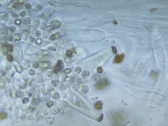 Inocybe albodiscoides