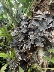 Lobariaceae