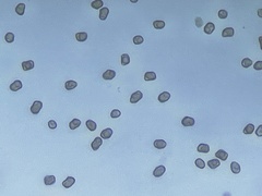 Inocybe albodiscoides