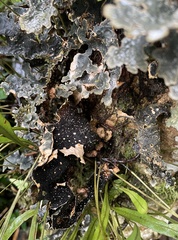 Lobariaceae