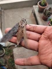 Melipotis acontioides