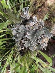 Lobariaceae