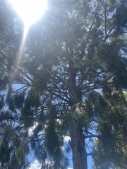 Allocasuarina littoralis