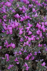 Oxytropis borissoviae