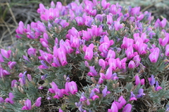 Oxytropis borissoviae