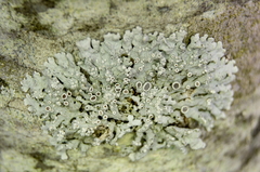 Physcia stellaris