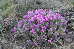 Oxytropis borissoviae