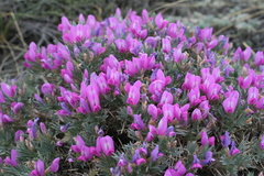 Oxytropis borissoviae