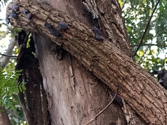 Kalidasa lanata