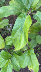 Ficus hispida