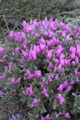 Oxytropis borissoviae