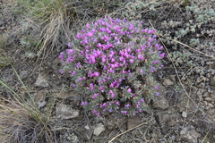 Oxytropis borissoviae