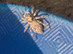 Menemerus semilimbatus