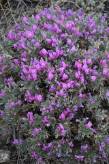 Oxytropis borissoviae