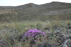 Oxytropis borissoviae