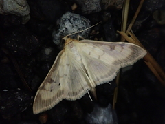 Torulisquama obliquilinealis