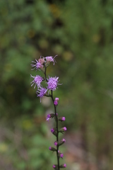 Liatris elegantula
