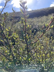 Ceanothus thyrsiflorus
