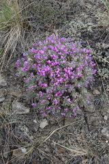 Oxytropis borissoviae