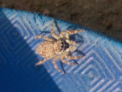 Menemerus semilimbatus