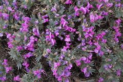 Oxytropis borissoviae
