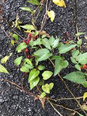 Solanum dulcamara