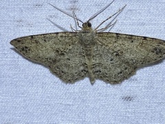 Melanolophia canadaria