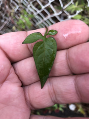 Solanum dulcamara