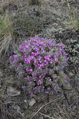 Oxytropis borissoviae