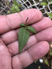 Solanum dulcamara