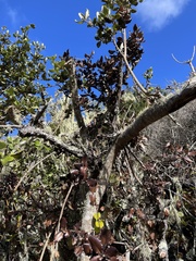 Garrya elliptica