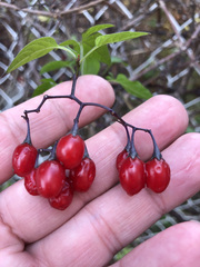 Solanum dulcamara