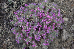Oxytropis borissoviae