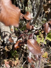 Garrya elliptica