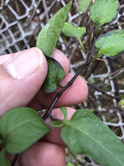 Solanum dulcamara